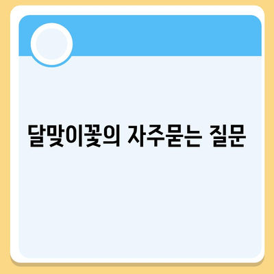 달맞이꽃