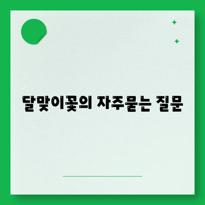 달맞이꽃